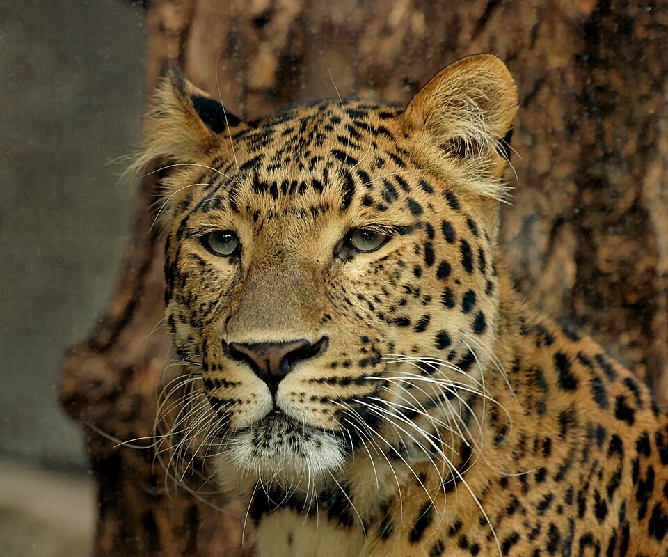 Fayl:Panthera pardus japonensis JdP.jpg