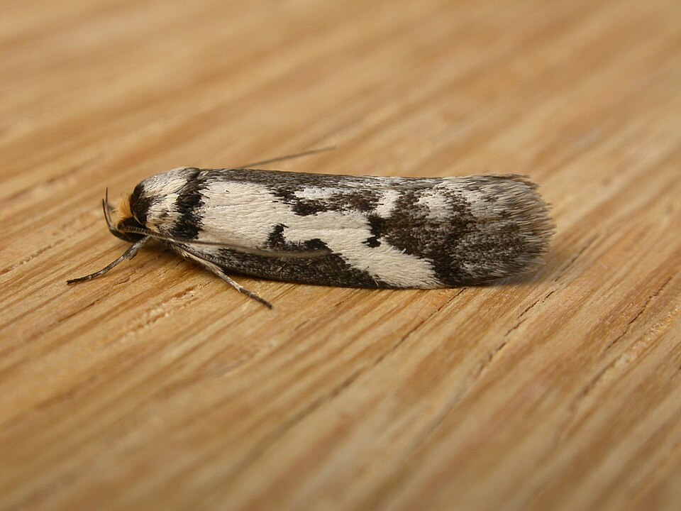 Fayl:Philobota partitella.jpg