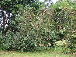 Coffea Arabica Olinda, Maui shahri
