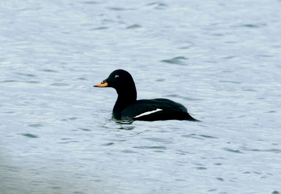 Fayl:Velvet Scoter, Eyebrook Reservoir, Leics.jpg