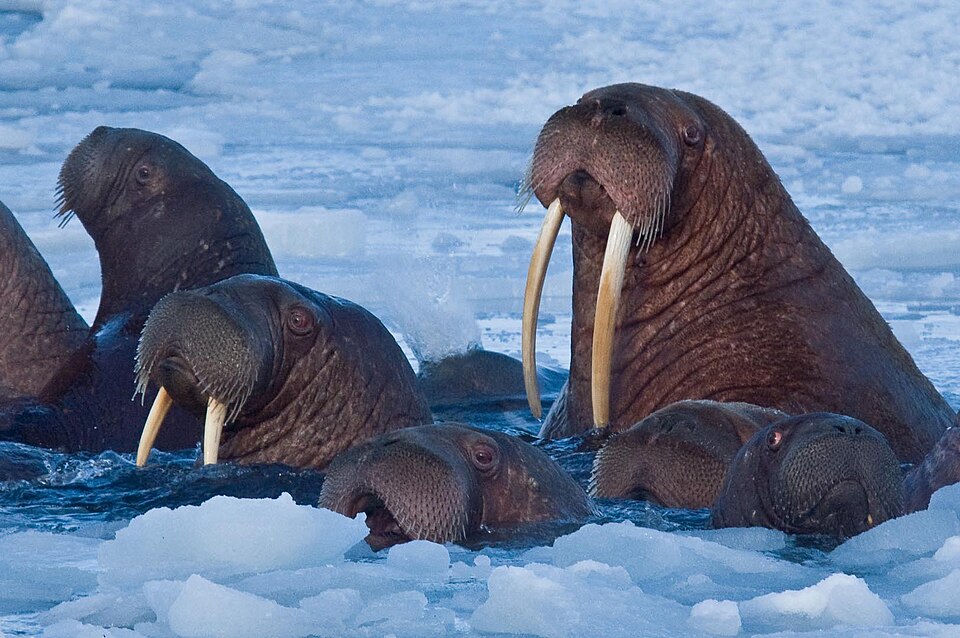 Fayl:Walrus.jpg