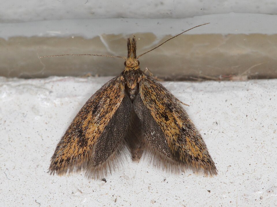 Fayl:Aplota palpella.jpg