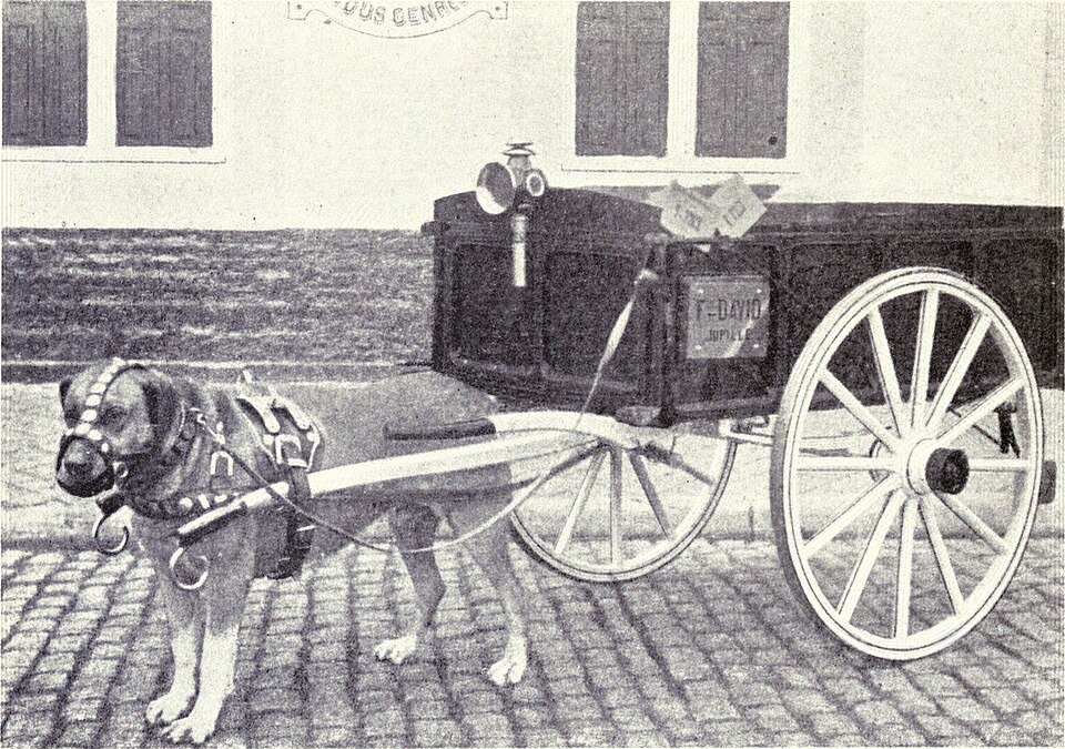 Fayl:Draught Dog from 1915.JPG