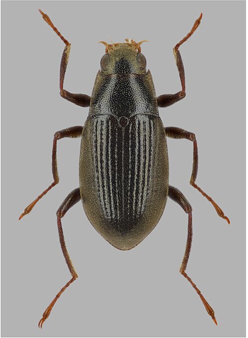 Fayl:Elmomorphus elmoides.jpg
