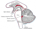 Uch asosiy subaraxnoid sisternalar joylashuvini koʻrsatuvchi diagramma.