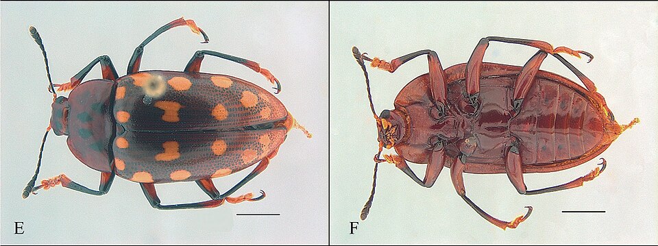 Fayl:Iphiclus vigintipunctatus.jpg