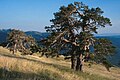 Skots qaragʻayi (Pinus sylvestris) Shimoliy-Sharqiy Onadoʻlining quruq va sovuq hududlarida, Kujukhacet togʻining janubiy yonbagʻrida (Ilgazdag') uchrashi.
