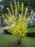 Yosh Forsythia butasi