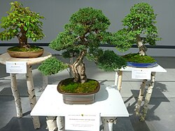 Xitoy archasi