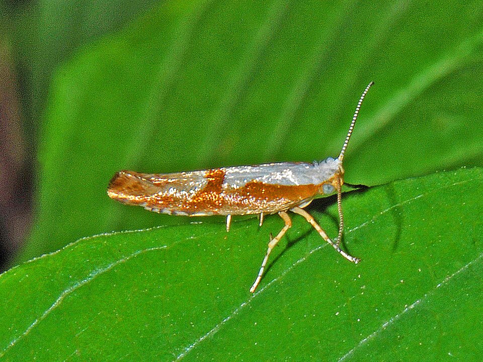 Fayl:Argyrestiidae - Argyresthia pruniella-003.JPG