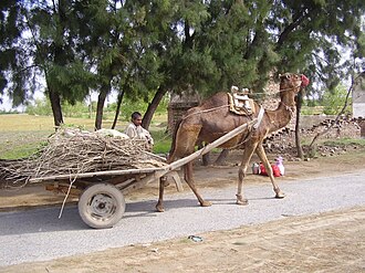 A camel harnessed to a cart loaded with branches and twigs