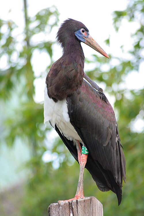 Fayl:Ciconia abdimii -London Zoo-8a.jpg