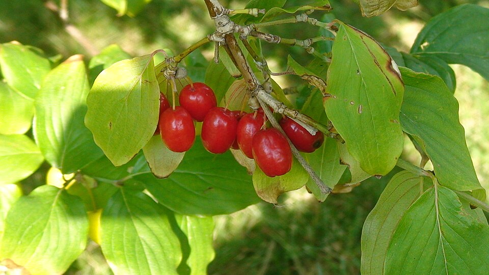 Fayl:Cornelian cherry 1.JPG