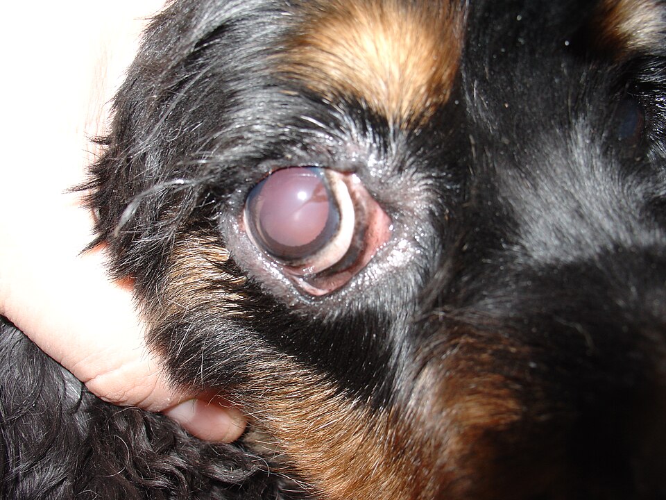Fayl:Ectropion.JPG