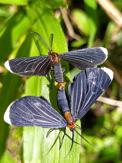 Fayl:Melanchroia chephise, mating 03.jpg