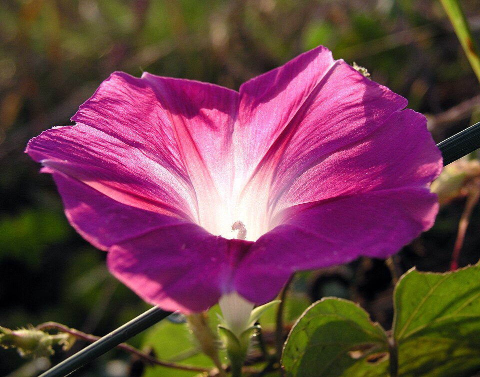 Fayl:MorningGlory-Pink 2.jpg