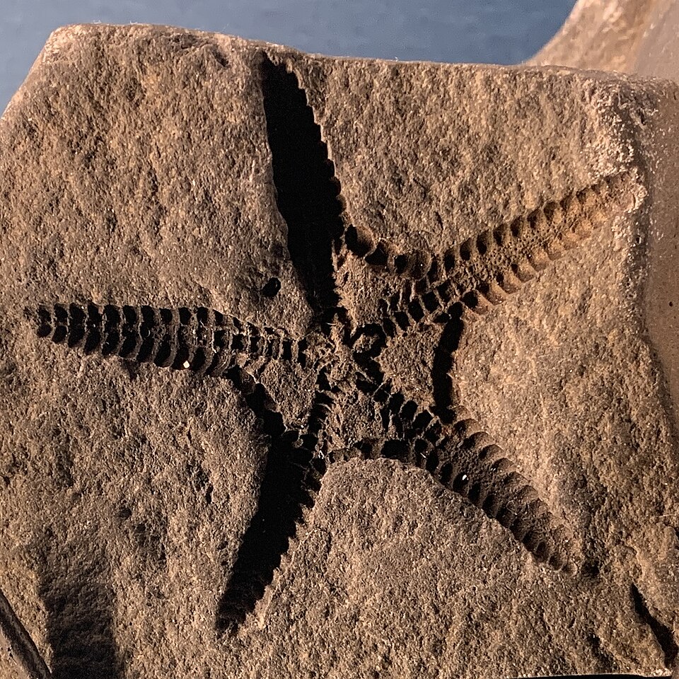 Fayl:Royal Tyrrell Petraster sp..jpg