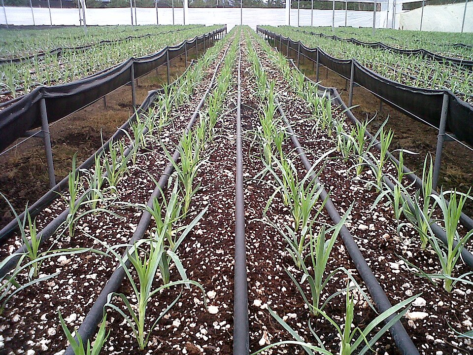 Fayl:UNIRAM PLANTA.jpg