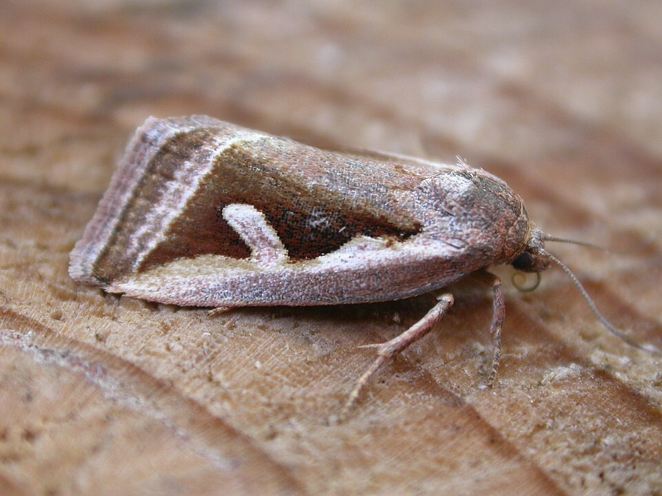 Fayl:Deltote uncula 1.jpg