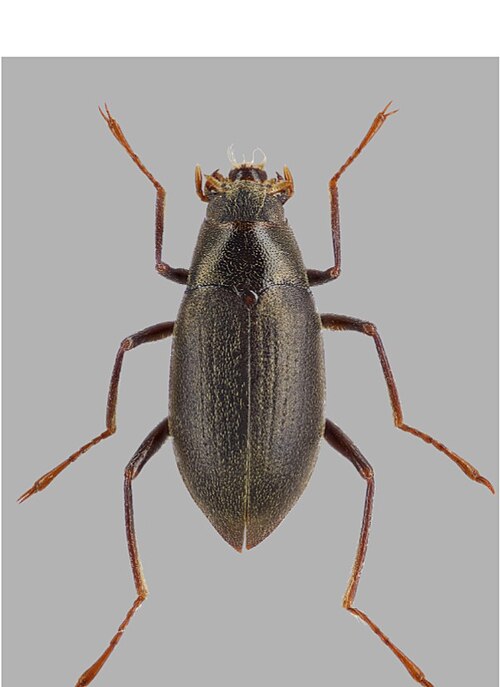Fayl:Elmomorphus parabrevicornis.jpg