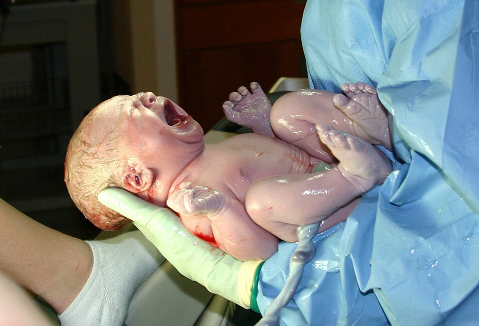 Fayl:HumanNewborn.JPG