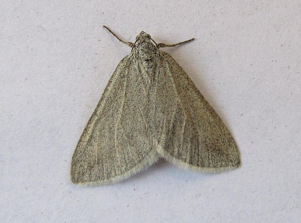 Fayl:Lithostege griseata.jpg