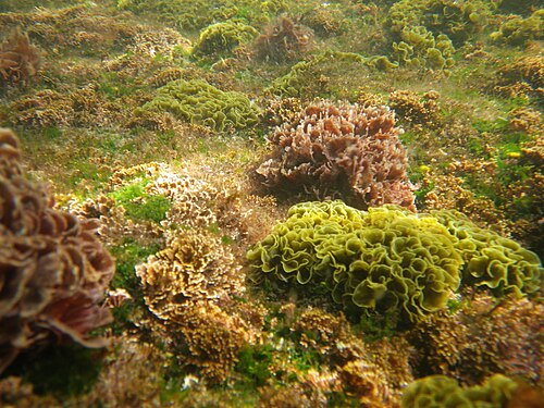 Dengiz oʻtlari