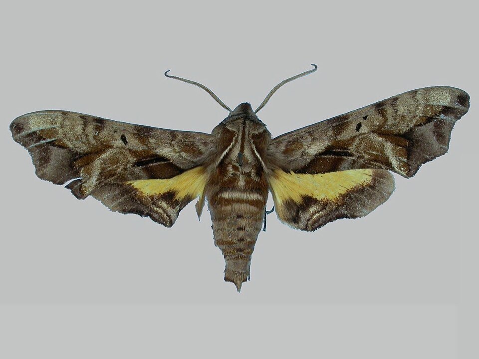 Fayl:Nyceryx nephus BMNHE273100 male up.jpg