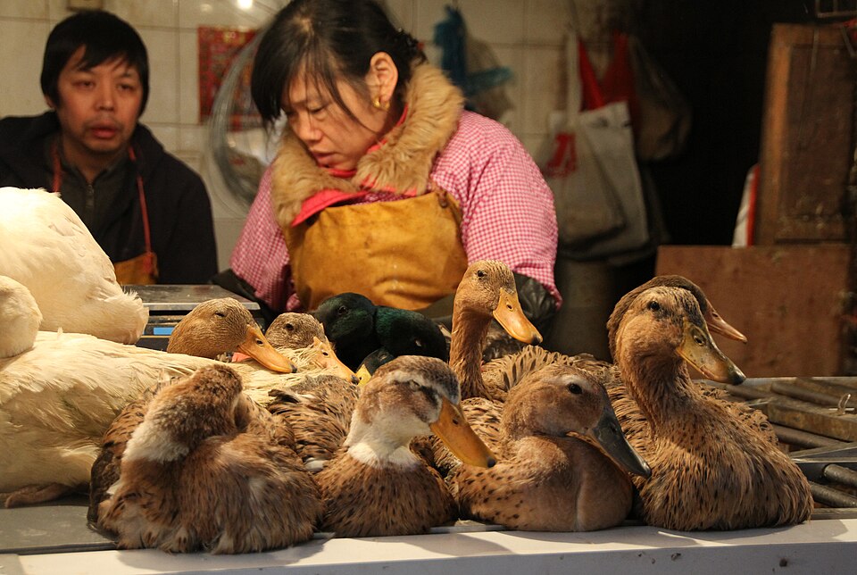 Fayl:Shanghai-Markt-24-Enten-2012-gje.jpg