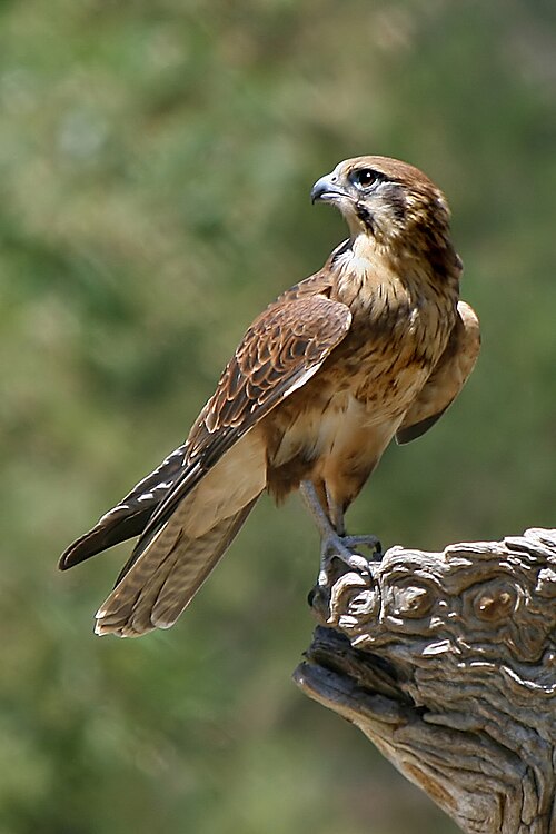 Fayl:Brown-Falcon,-Vic,-3.1.2008.jpg