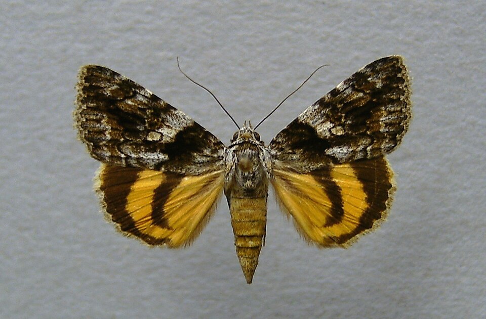 Fayl:Catocala diversa.jpg