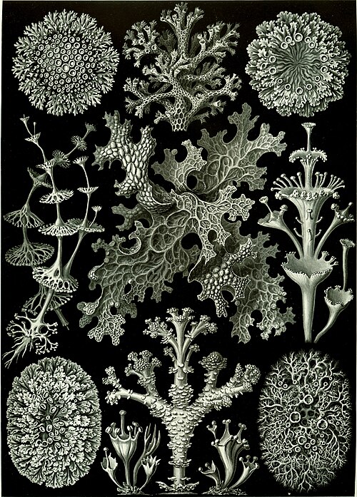 Fayl:Haeckel Lichenes.jpg