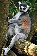 Lemur catta