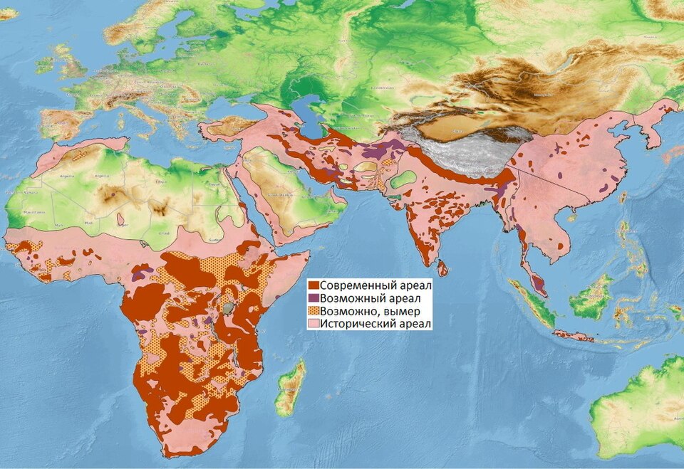 Fayl:Leopard distribution-ru.jpg