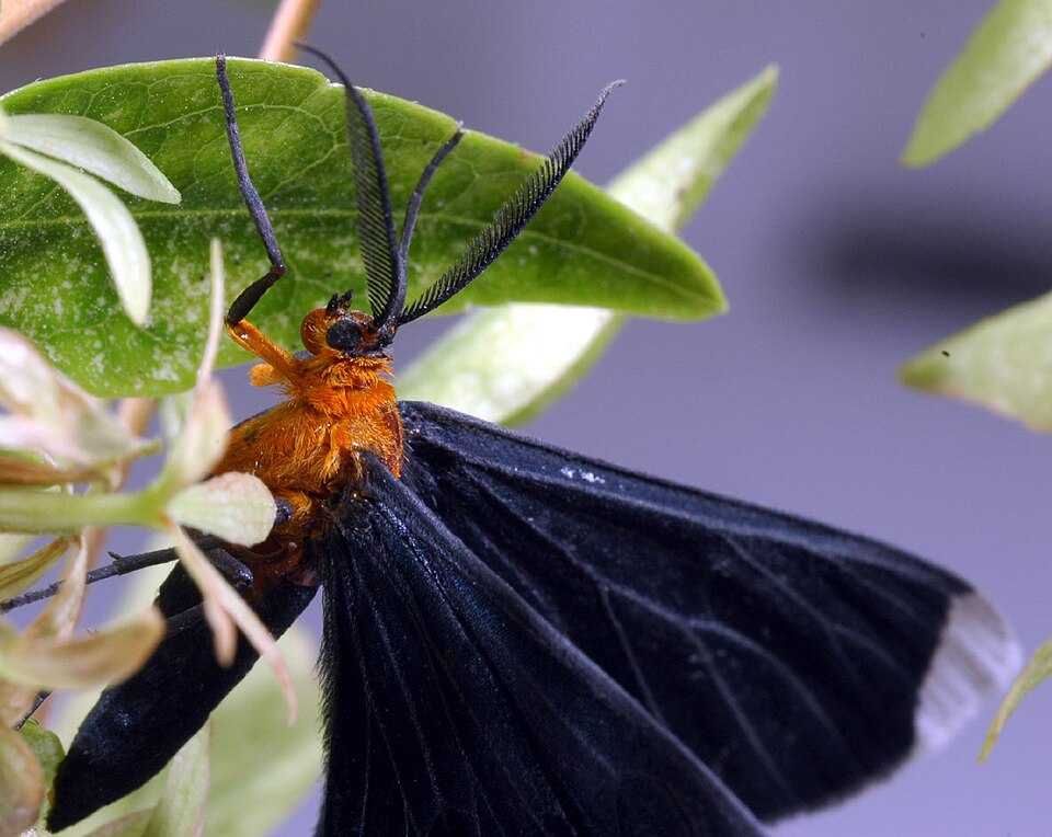Fayl:Melanchroia chephise.jpg
