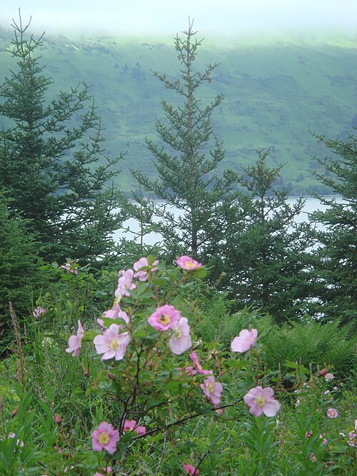 Fayl:Mountain roses on Raspberry Island-vertical.JPG