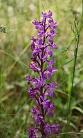 Orchis mascula subsp. maskula