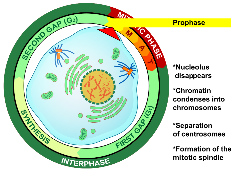 Fayl:Prophase eukaryotic mitosis.svg