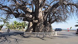Baobab daraxti Mahajanga
