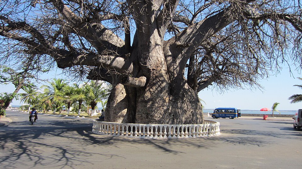 Fayl:The baobab, Mahajanga.jpg