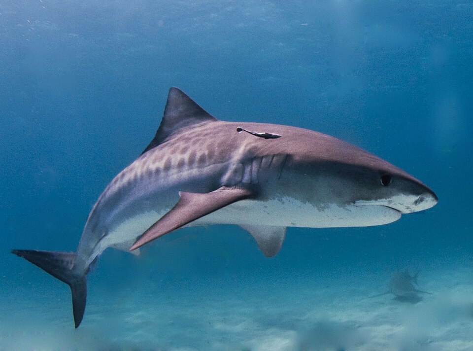 Fayl:Tiger shark.jpg