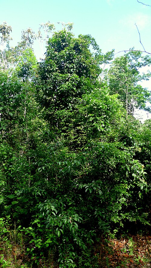 Fayl:Arapatiella psilophylla 8968436712.jpg