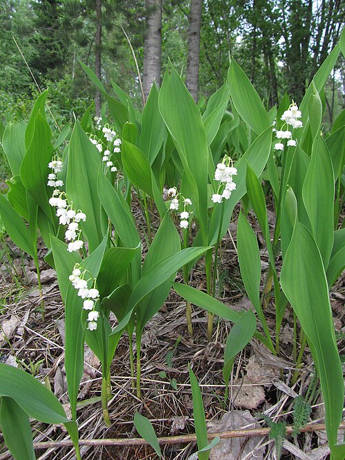 Fayl:Convallaria majalis Kemi, Finland 02.06.2013.jpg