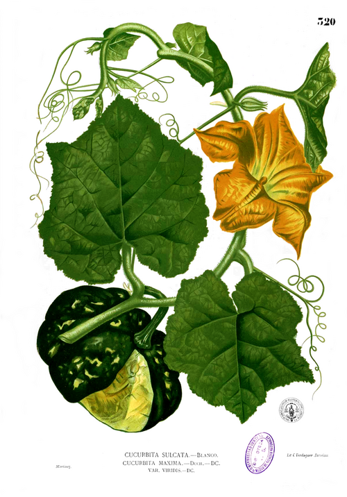 Fayl:Cucurbita maxima Blanco2.320.png