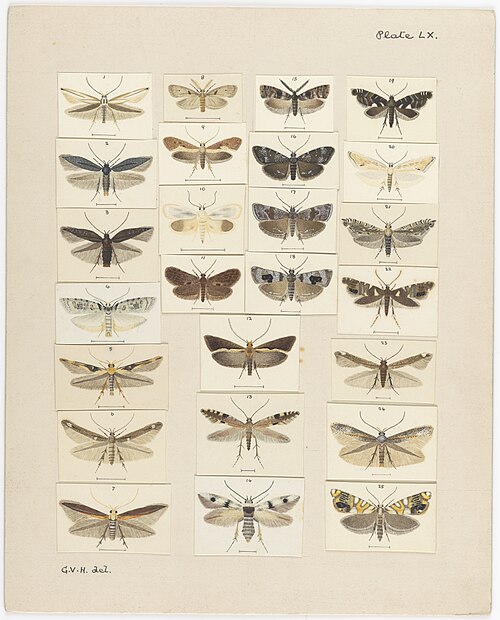 Fayl:MA I437921 TePapa Plate-LX-A-supplement full.jpg