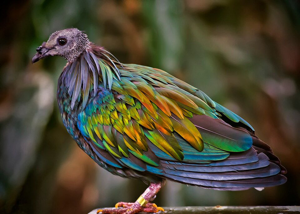 Fayl:Nicobar Pigeon (9365645205).jpg
