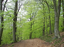 Fagus sylvatica