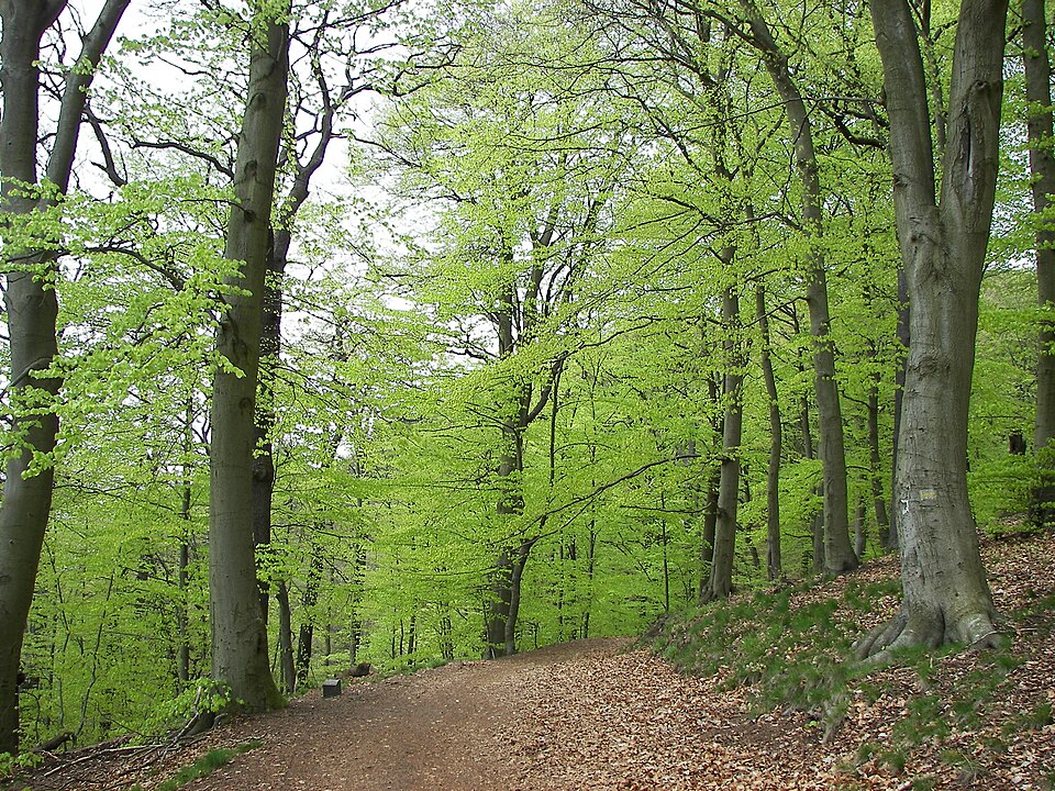 Fayl:Fagus sylvatica 006.jpg