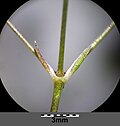 Gypsophila paniculata