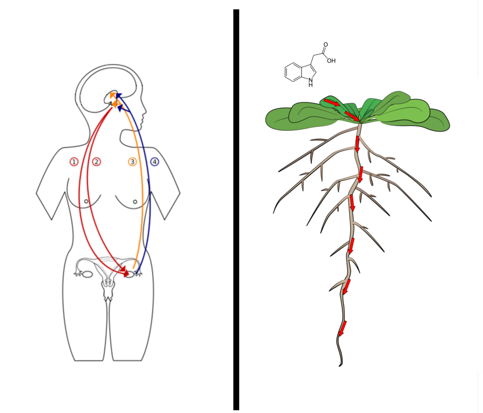 Fayl:Hormone Transport.png